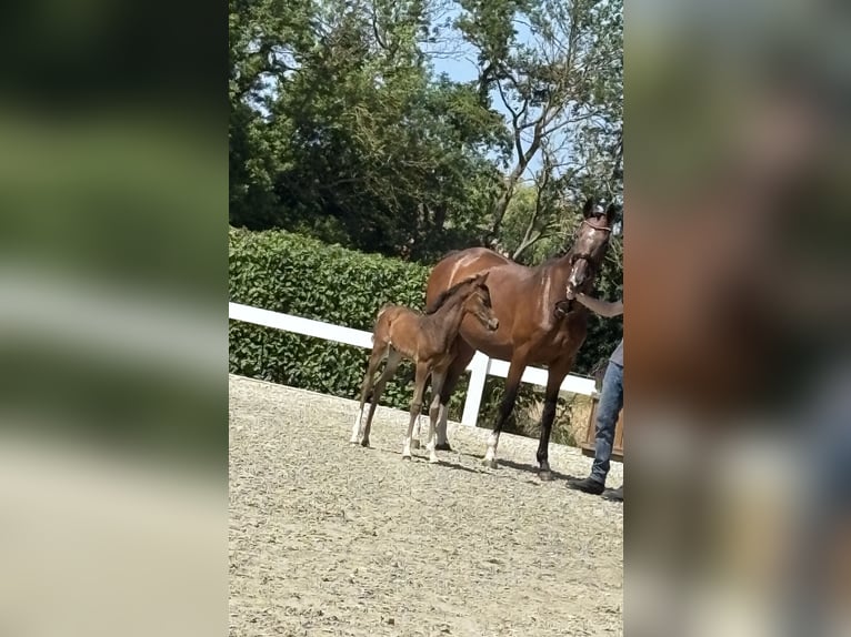 Belgisches Warmblut Stute 8 Jahre 168 cm Brauner in Rodenberg