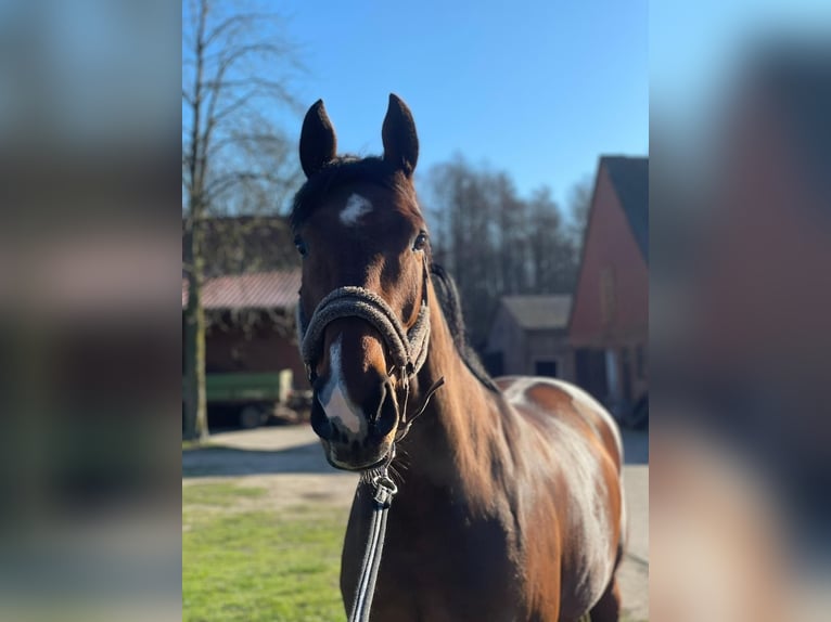 Belgisches Warmblut Stute 8 Jahre 168 cm Brauner in Rodenberg