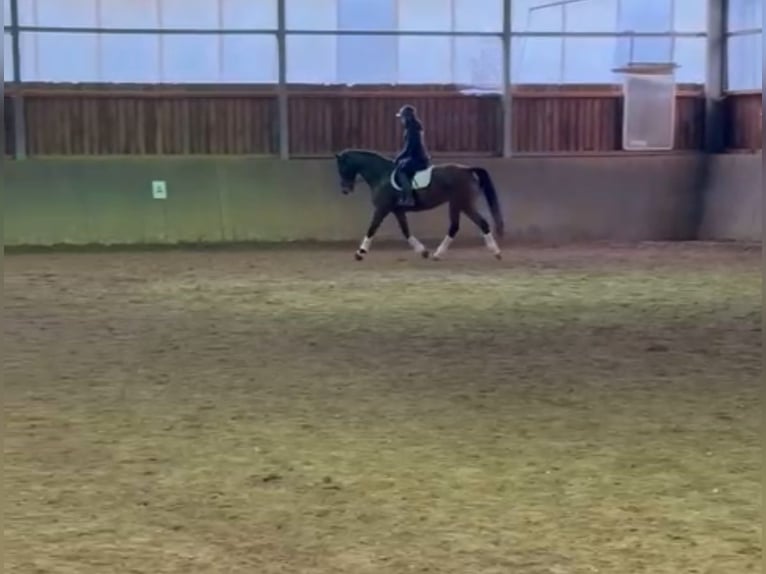 Belgisches Warmblut Stute 8 Jahre 168 cm Brauner in Rodenberg