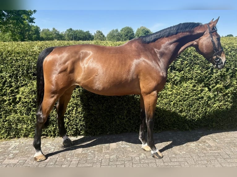 Belgisches Warmblut Stute 8 Jahre 168 cm Rotbrauner in Bladel