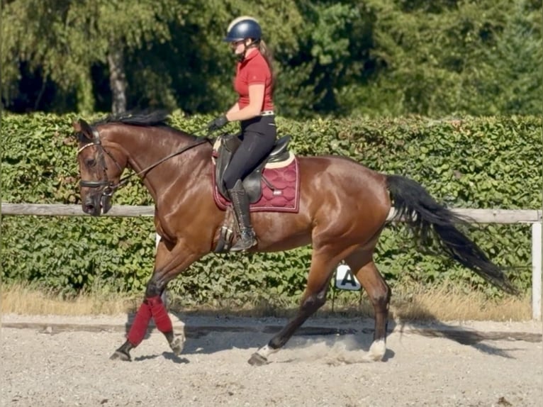 Belgisches Warmblut Stute 8 Jahre 170 cm Brauner in Neustadt (Wied)