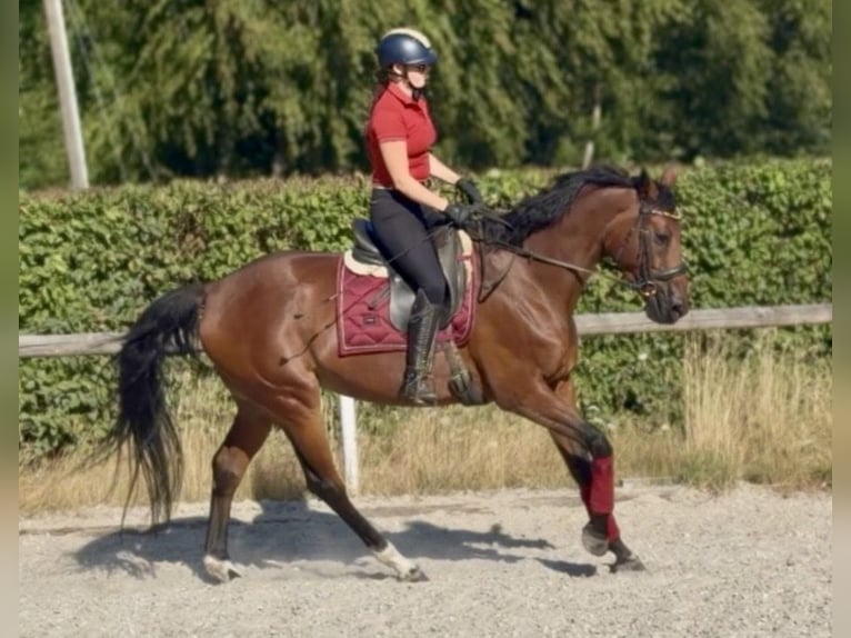 Belgisches Warmblut Stute 8 Jahre 170 cm Brauner in Neustadt (Wied)