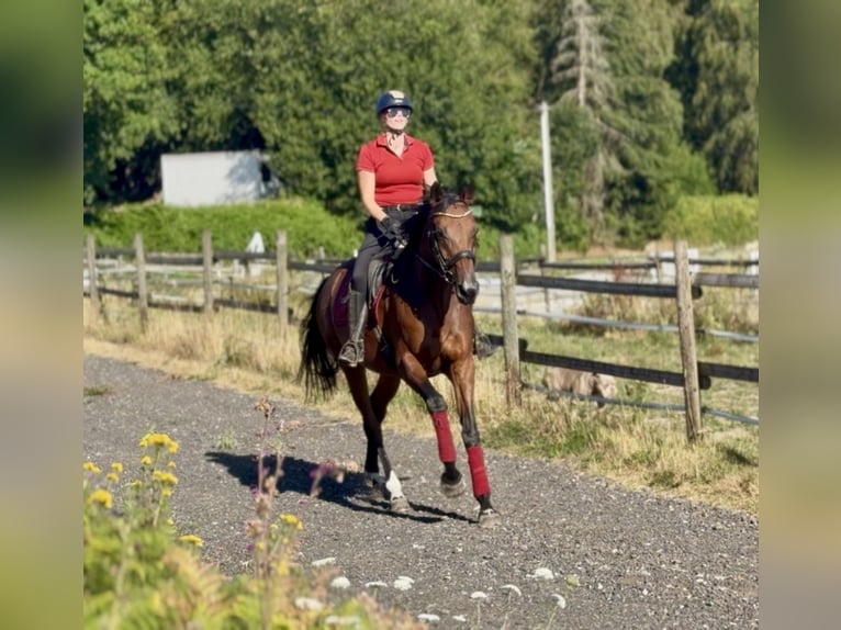 Belgisches Warmblut Stute 8 Jahre 170 cm Brauner in Neustadt (Wied)