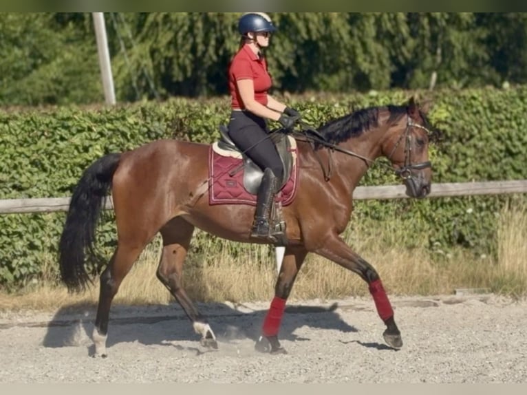 Belgisches Warmblut Stute 8 Jahre 170 cm Brauner in Neustadt (Wied)