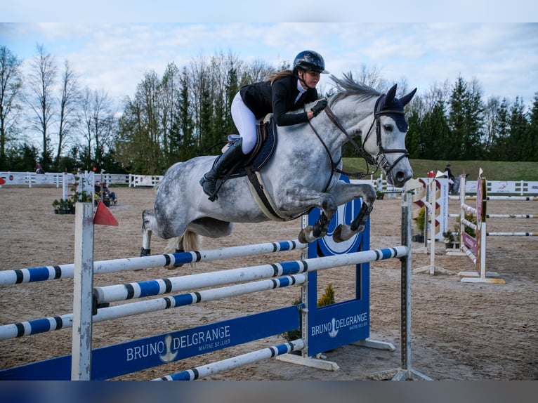 Belgisches Warmblut Stute 8 Jahre 171 cm Schimmel in Balkasodis, Alytus region