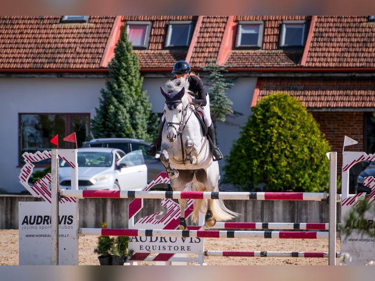 Belgisches Warmblut Stute 8 Jahre 171 cm Schimmel in Balkasodis, Alytus region