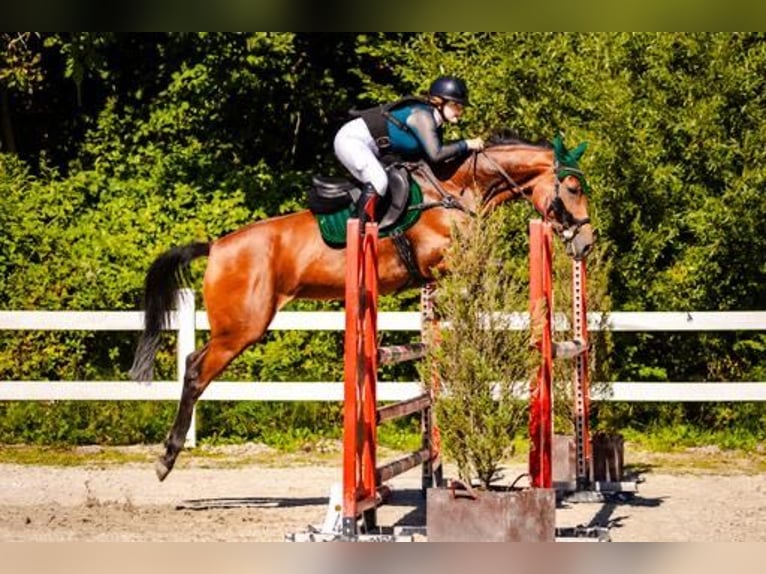 Belgisches Warmblut Stute 8 Jahre Rotbrauner in Łazy