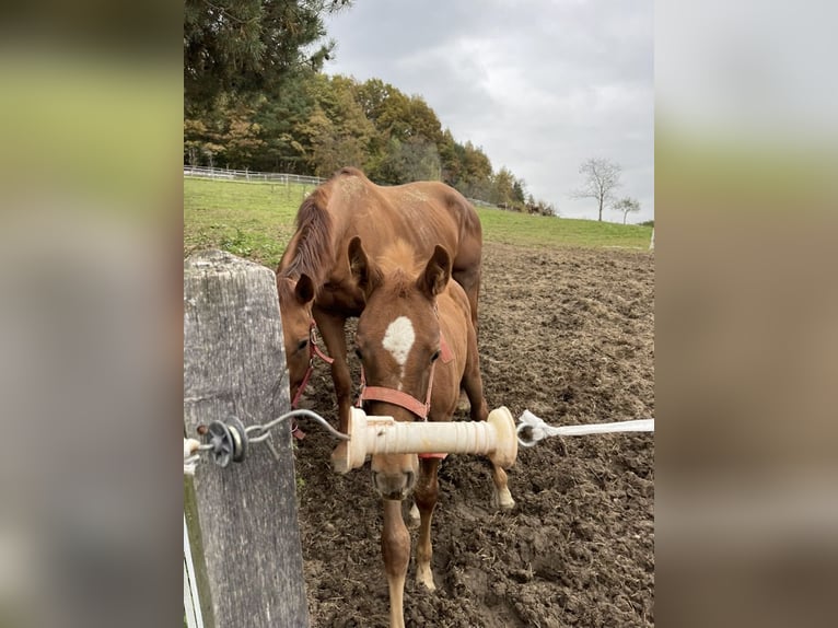 Belgisches Warmblut Stute 8 Jahre in Kranj