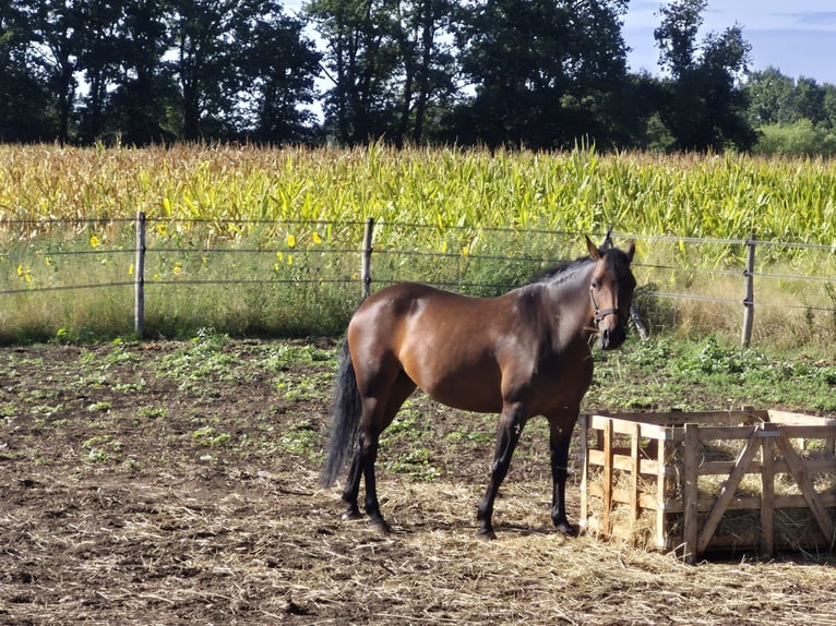 Belgisches Warmblut Stute 9 Jahre 136 cm Brauner in Geel