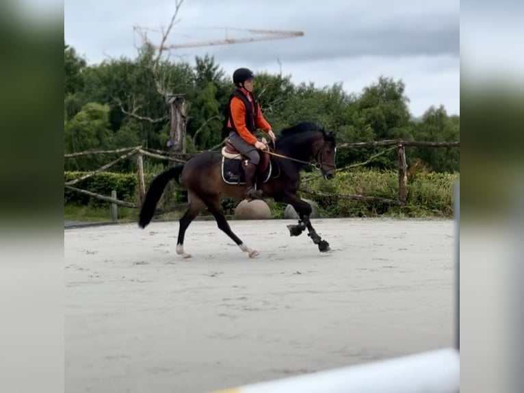 Belgisches Warmblut Stute 9 Jahre 144 cm Schwarzbrauner in Liège