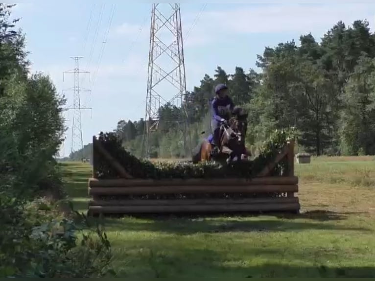 Belgisches Warmblut Stute 9 Jahre 144 cm Schwarzbrauner in Liège