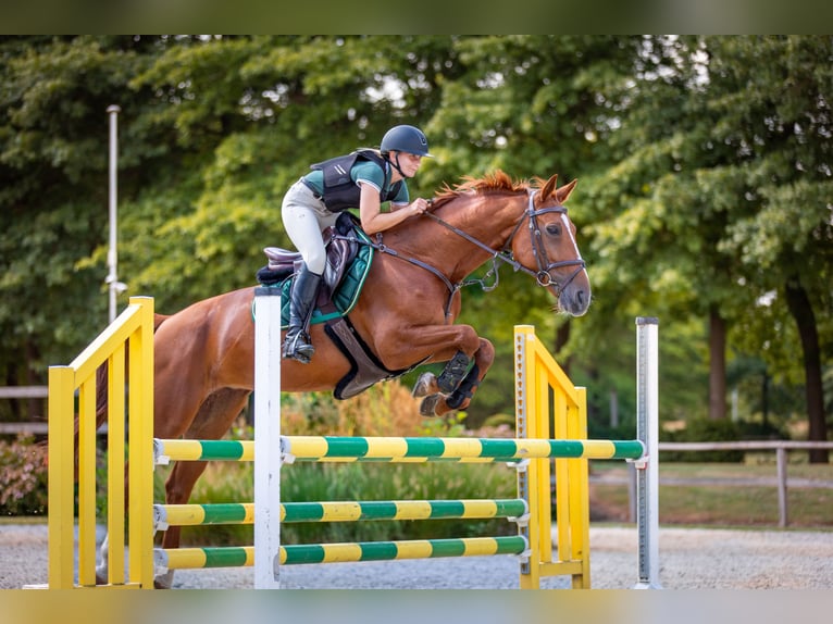 Belgisches Warmblut Stute 9 Jahre 163 cm Fuchs in Affligem