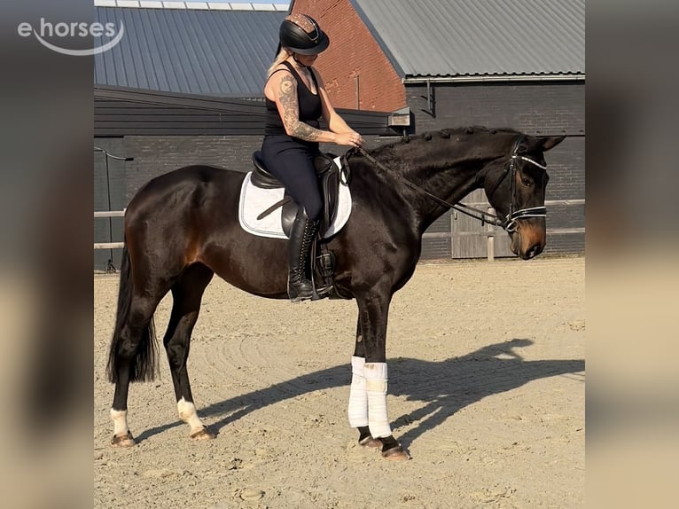 Belgisches Warmblut Stute 9 Jahre 164 cm Dunkelbrauner in Nettetal
