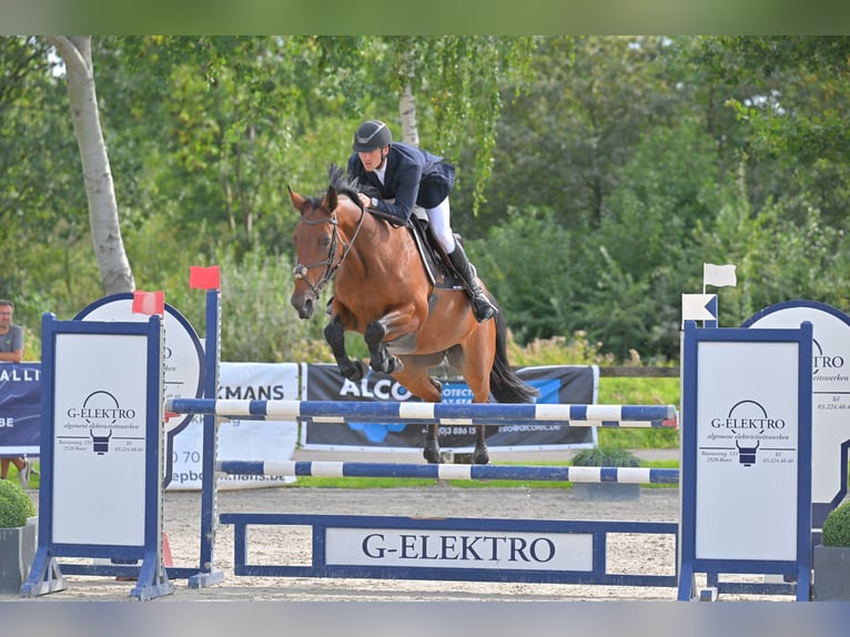 Belgisches Warmblut Stute 9 Jahre 165 cm Brauner in Kalmthout