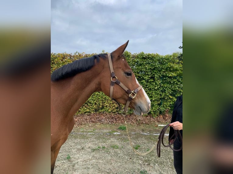 Belgisches Warmblut Stute 9 Jahre 165 cm Dunkelbrauner in Belsele