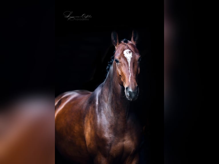 Belgisches Warmblut Stute 9 Jahre 165 cm Dunkelbrauner in Tinte