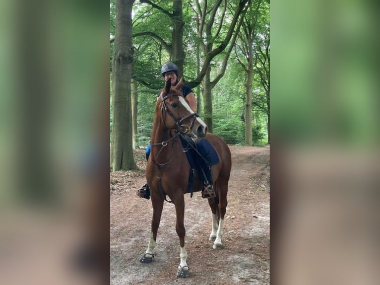 Belgisches Warmblut Stute 9 Jahre 165 cm Fuchs in Blankenheim