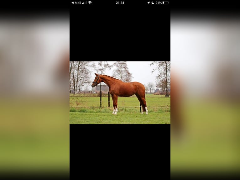 Belgisches Warmblut Stute 9 Jahre 165 cm Fuchs in Blankenheim
