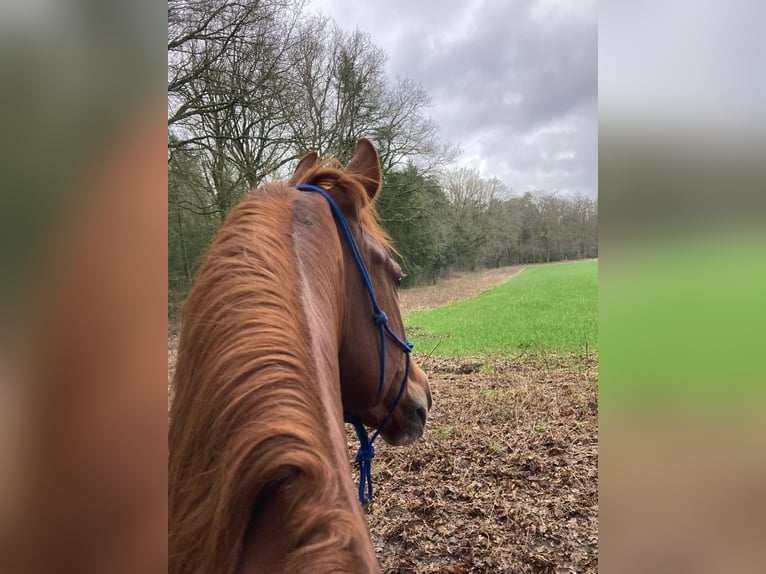 Belgisches Warmblut Stute 9 Jahre 165 cm Fuchs in Blankenheim