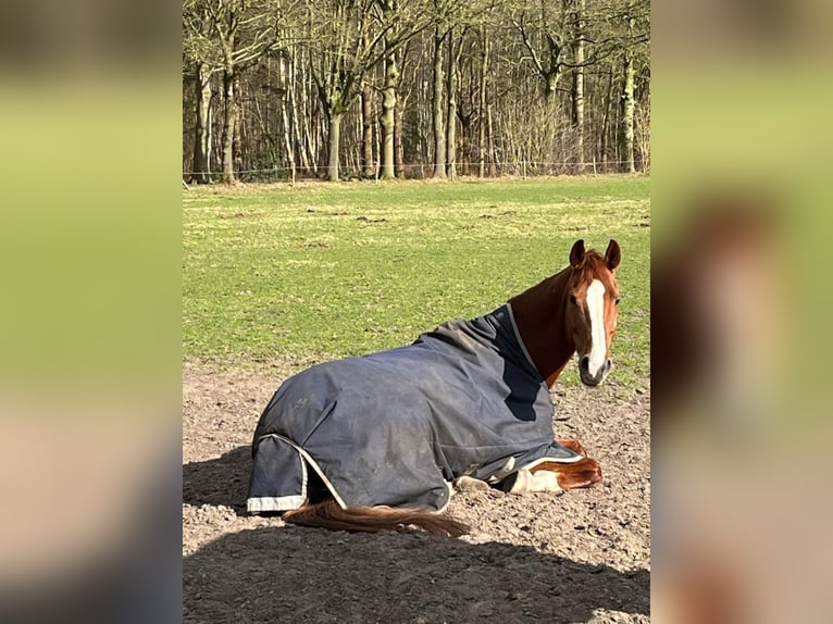 Belgisches Warmblut Stute 9 Jahre 165 cm Fuchs in Blankenheim