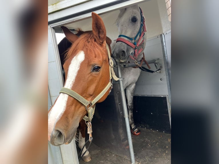Belgisches Warmblut Stute 9 Jahre 165 cm Fuchs in Blankenheim