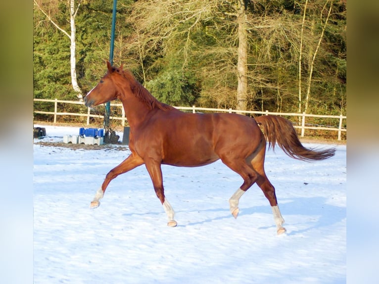 Belgisches Warmblut Stute 9 Jahre 165 cm Fuchs in Blankenheim