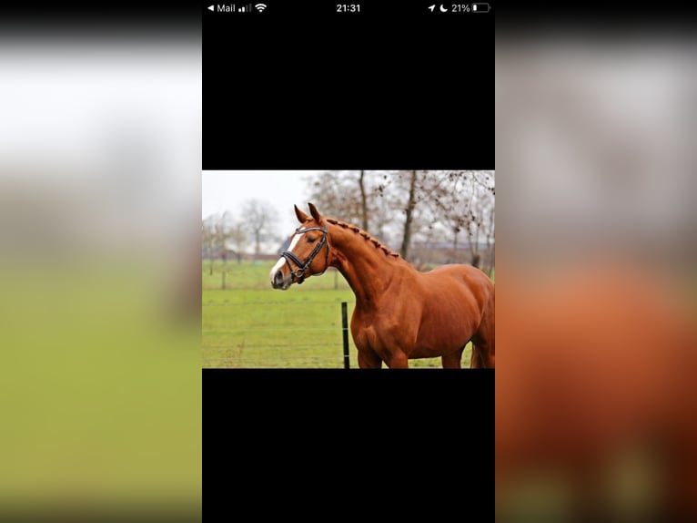 Belgisches Warmblut Stute 9 Jahre 165 cm Fuchs in Blankenheim