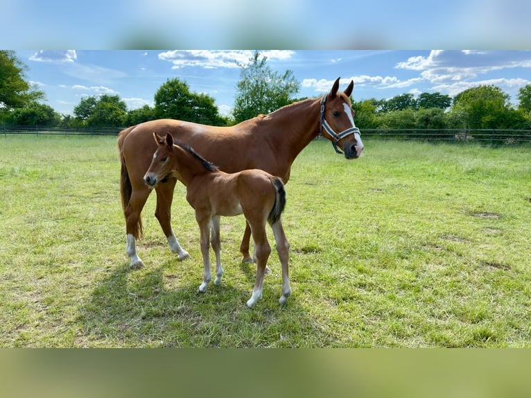 Belgisches Warmblut Stute 9 Jahre 165 cm Fuchs in Marl