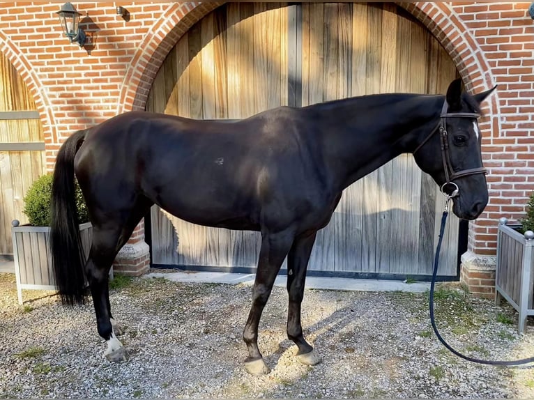 Belgisches Warmblut Stute 9 Jahre 165 cm Rappe in Schriek