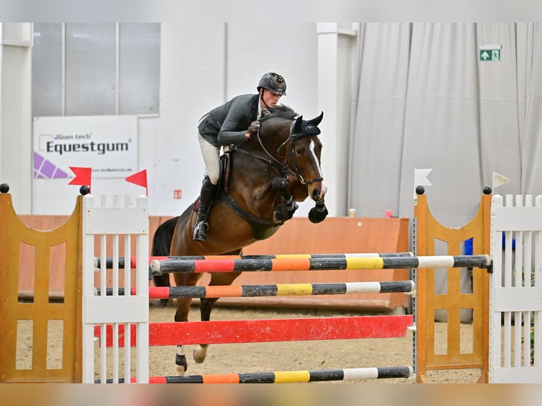 Belgisches Warmblut Stute 9 Jahre 167 cm Dunkelbrauner in Domony