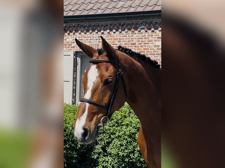 Belgisches Warmblut Stute 9 Jahre 167 cm Rotbrauner in Bladel