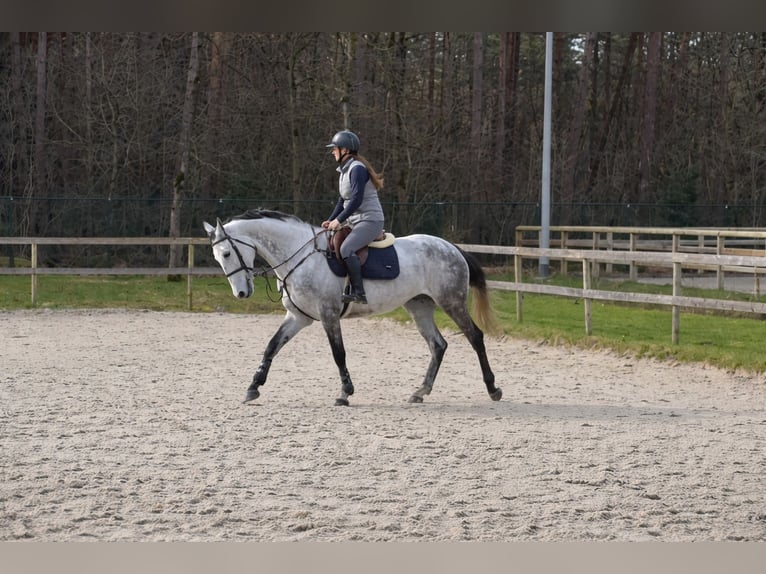 Belgisches Warmblut Stute 9 Jahre 170 cm Blauschimmel in Hamont
