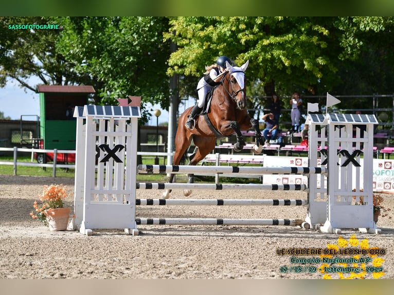 Belgisches Warmblut Stute 9 Jahre 170 cm Brauner in Arcisate