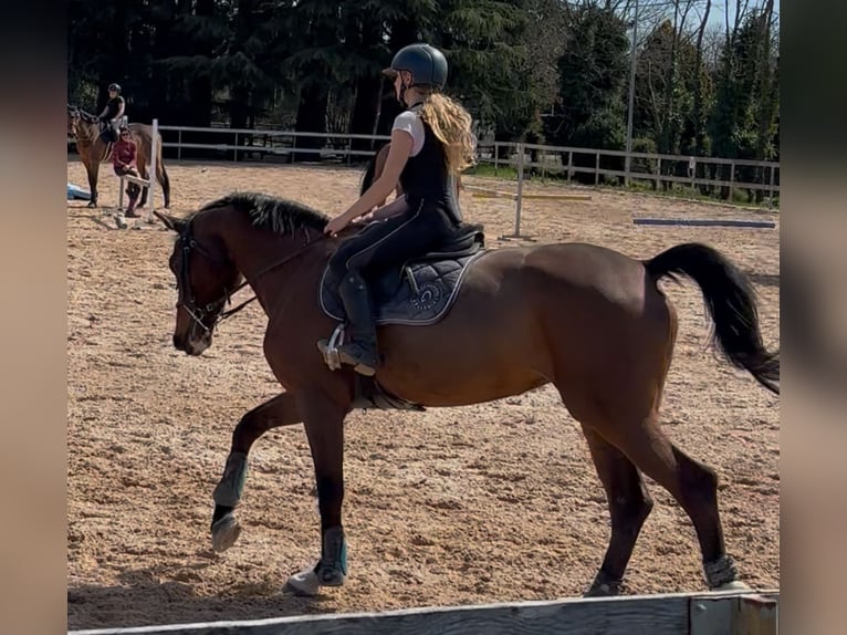 Belgisches Warmblut Stute 9 Jahre 170 cm Brauner in Arcisate