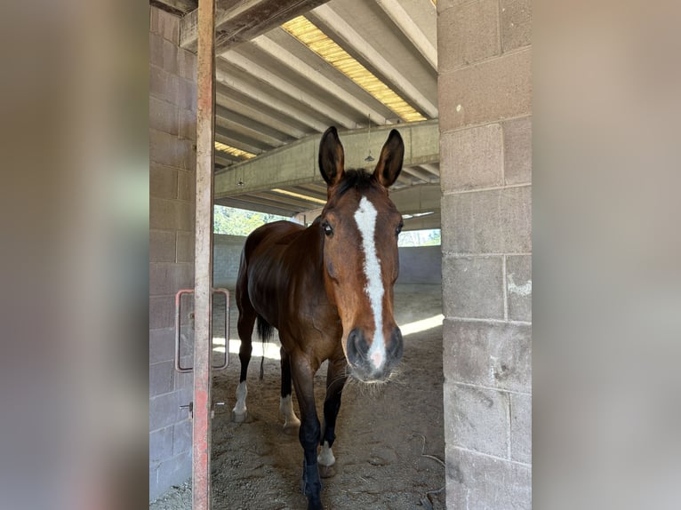 Belgisches Warmblut Stute 9 Jahre 170 cm Brauner in Arcisate