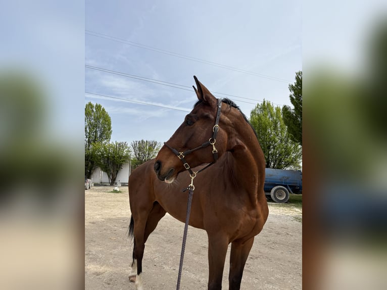 Belgisches Warmblut Stute 9 Jahre 170 cm Brauner in Arcisate