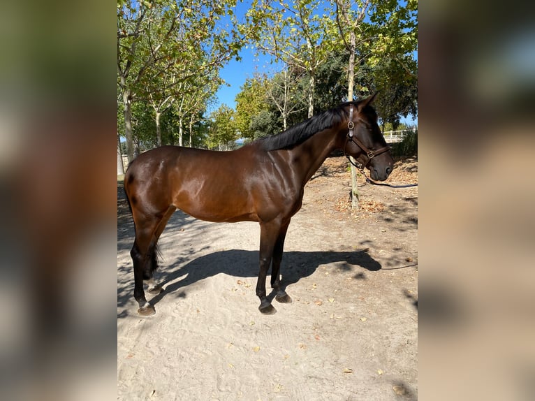 Belgisches Warmblut Stute 9 Jahre 170 cm Dunkelbrauner in Sevenum