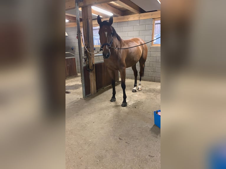 Belgisches Warmblut Stute 9 Jahre 172 cm Brauner in Jengen
