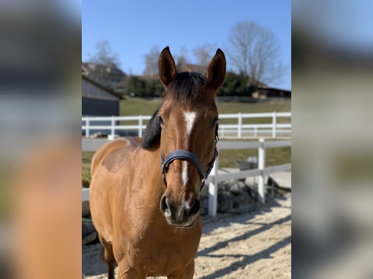 Belgisches Warmblut Stute 9 Jahre 172 cm Brauner in Jengen