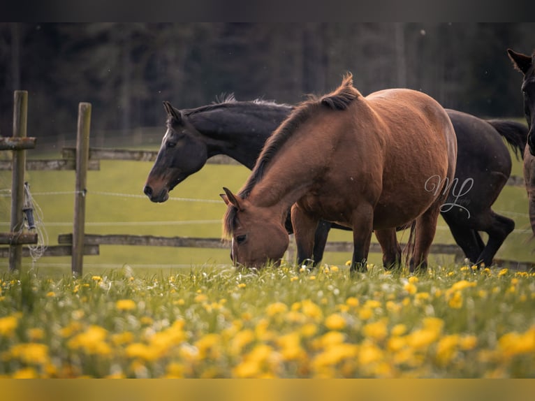 Belgisches Warmblut Stute 9 Jahre 172 cm Brauner in Jengen