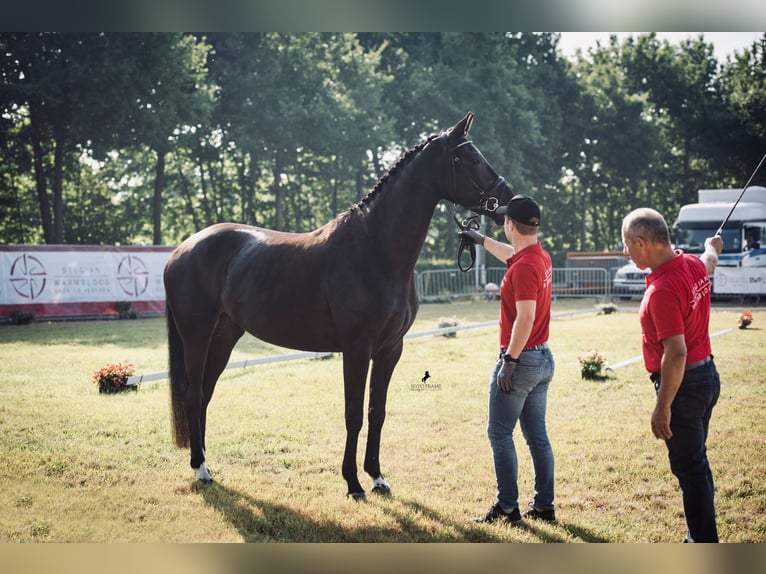 Belgisches Warmblut Stute 9 Jahre 173 cm Rappe in Grote-Brogel