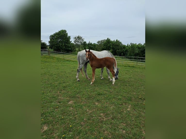 Belgisches Warmblut Stute  130 cm Fuchs in Bois de Halleux 861