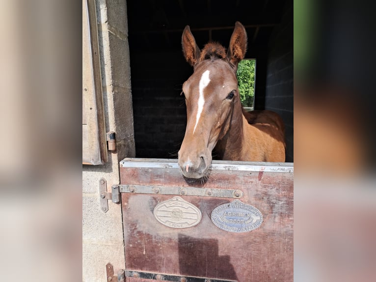 Belgisches Warmblut Stute  138 cm Fuchs in Bois de Halleux 861