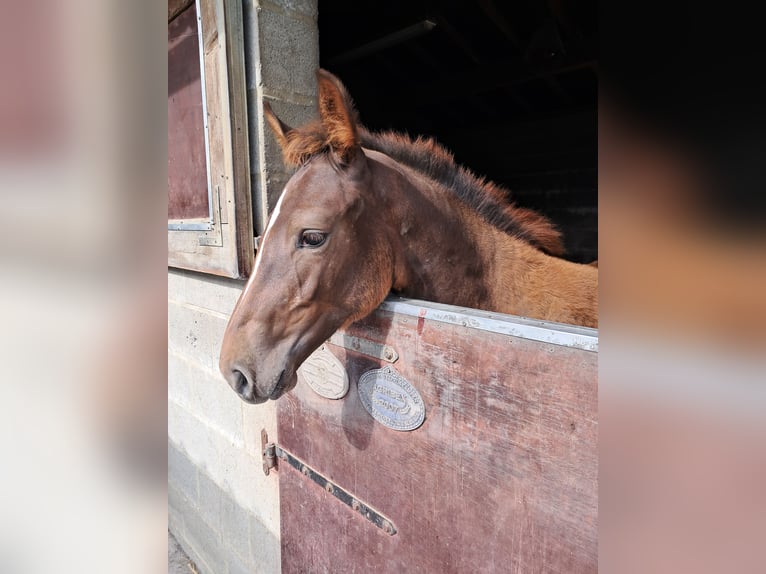 Belgisches Warmblut Stute  138 cm Fuchs in Bois de Halleux 861