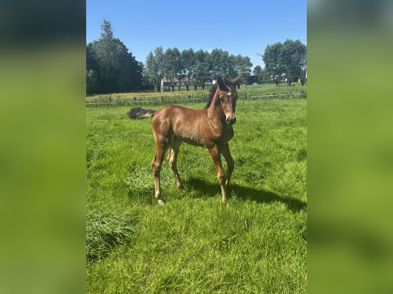 Belgisches Warmblut Stute Fohlen (05/2026) 166 cm Brauner in Melle