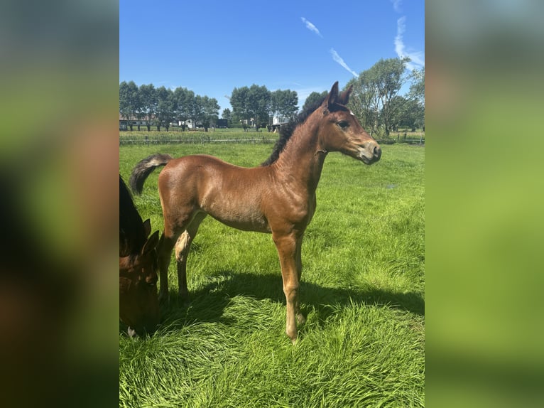 Belgisches Warmblut Stute Fohlen (05/2026) 166 cm Brauner in Melle