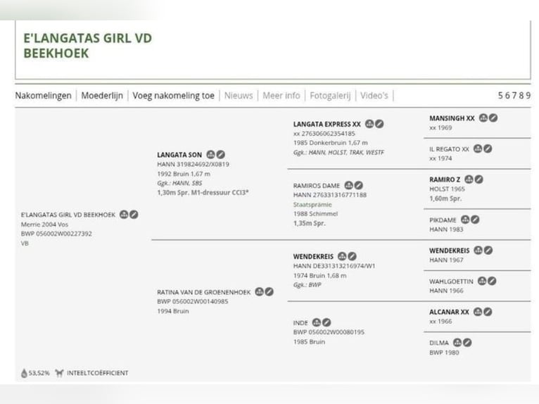 Belgisches Warmblut Stute Fohlen (04/2025) 168 cm Brauner in Oostmalle