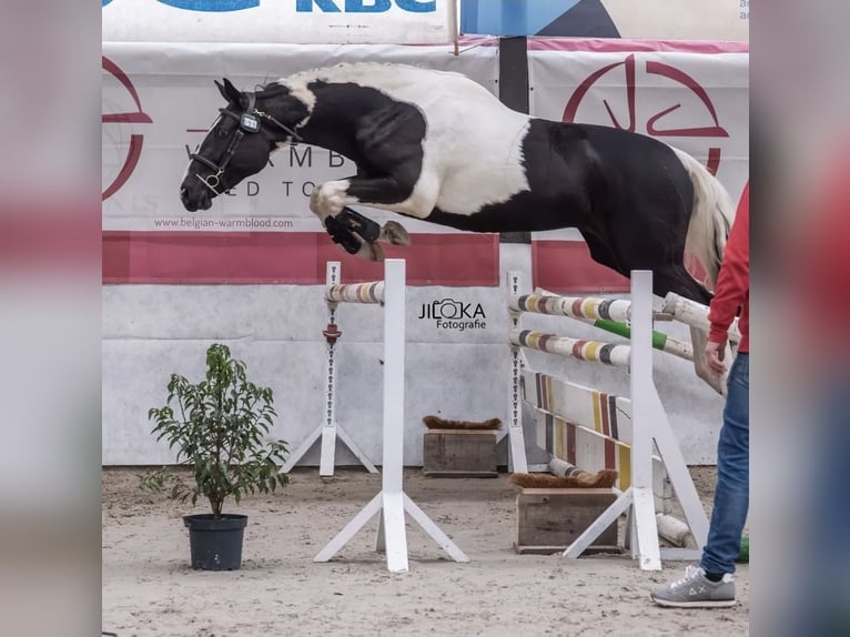 Belgisches Warmblut Stute Fohlen (04/2025) 168 cm Brauner in Oostmalle