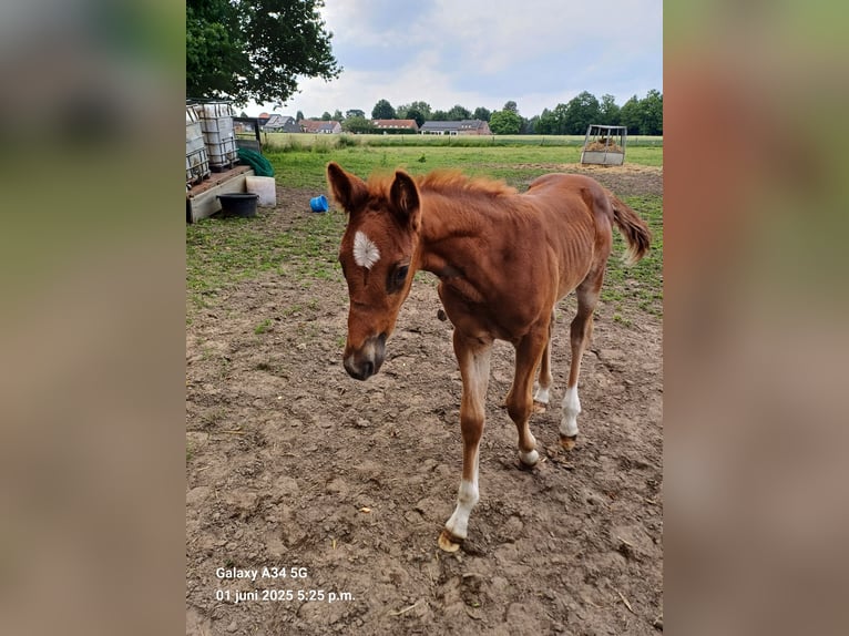 Belgisches Warmblut Stute  168 cm Fuchs in Vorselaar
