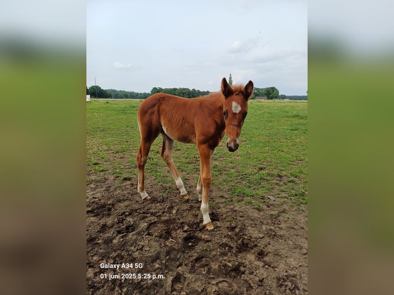 Belgisches Warmblut Stute  168 cm Fuchs in Vorselaar